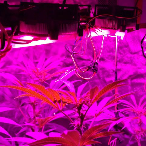GMO #2 growlog timeline photo