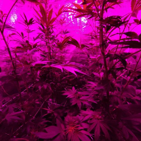 GMO #2 growlog timeline photo
