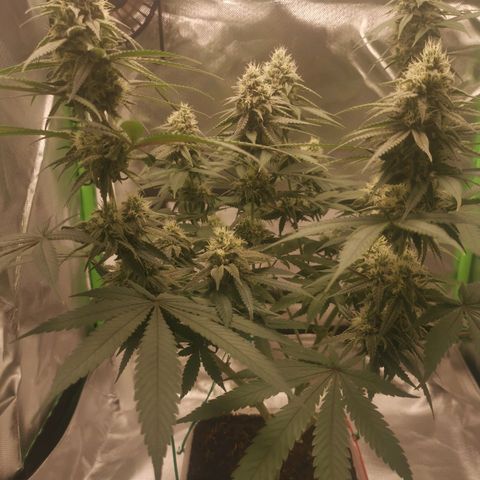 Unbekannte #1  growlog timeline photo