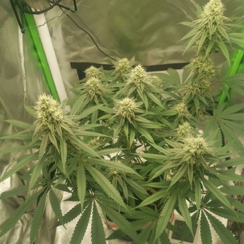 Unbekannte #1  growlog timeline photo