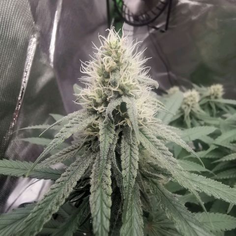 Unbekannte #1  growlog timeline photo