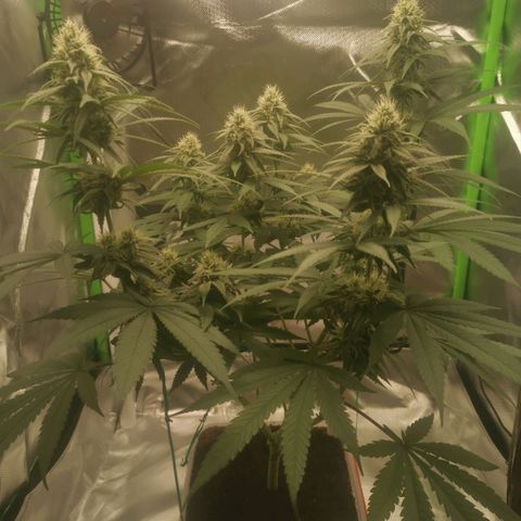 Unbekannte #1  growlog timeline photo
