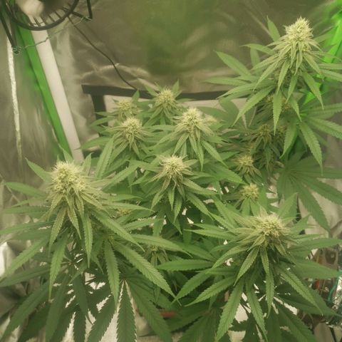Unbekannte #1  growlog timeline photo