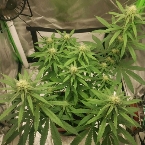 Unbekannte #1  growlog timeline photo