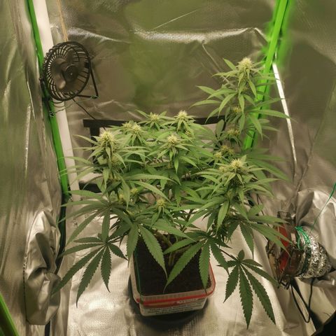 Unbekannte #1  growlog timeline photo