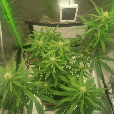 Unbekannte #1  growlog timeline photo