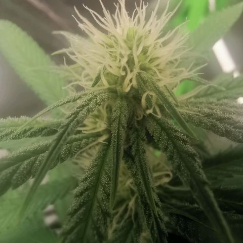 Unbekannte #1  growlog timeline photo