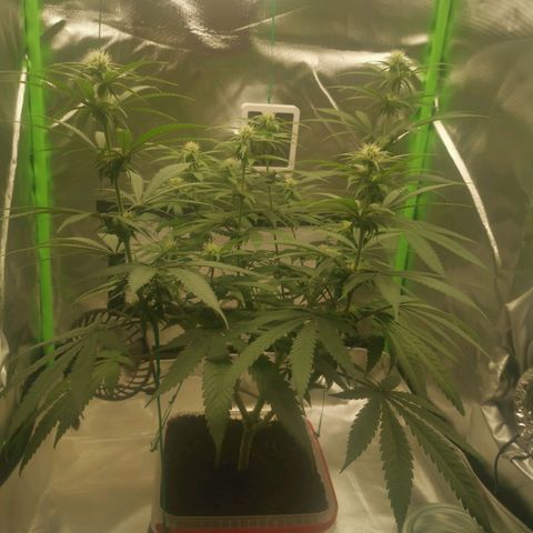 Unbekannte #1  growlog timeline photo