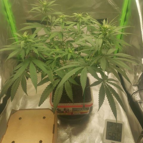 Unbekannte #1  growlog timeline photo