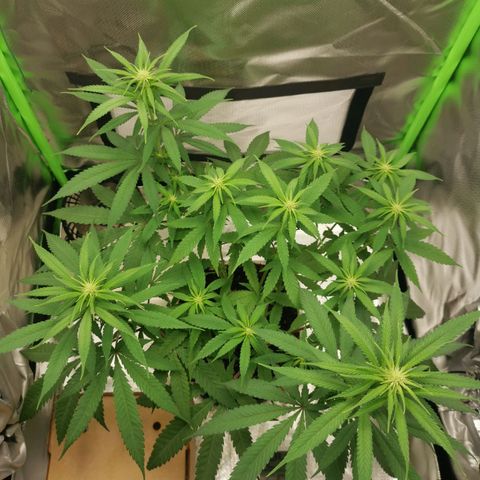 Unbekannte #1  growlog timeline photo