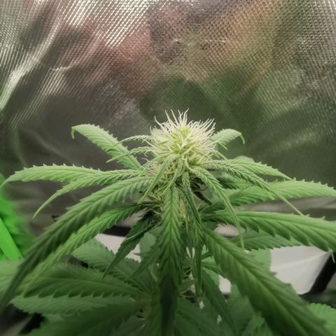 Unbekannte #1  growlog timeline photo