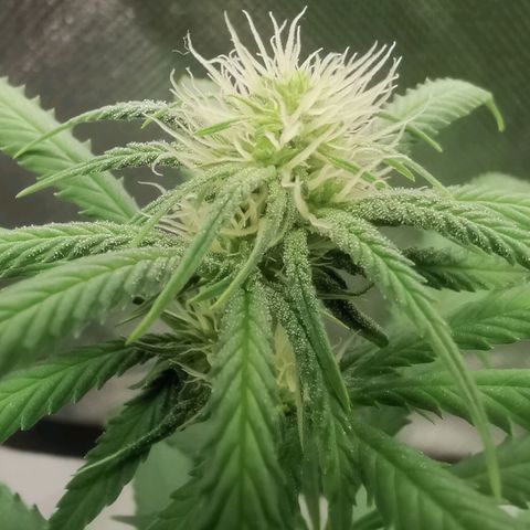 Unbekannte #1  growlog timeline photo