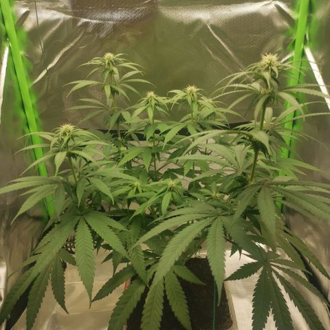 Unbekannte #1  growlog timeline photo