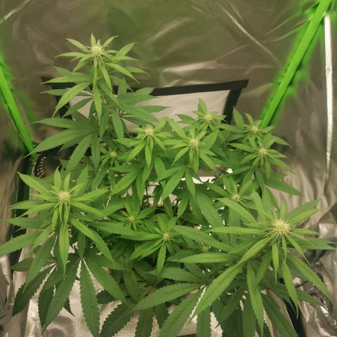 Unbekannte #1  growlog timeline photo
