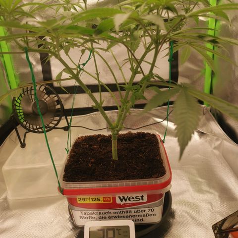 Unbekannte #1  growlog timeline photo