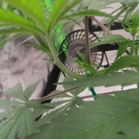 Unbekannte #1  growlog timeline photo