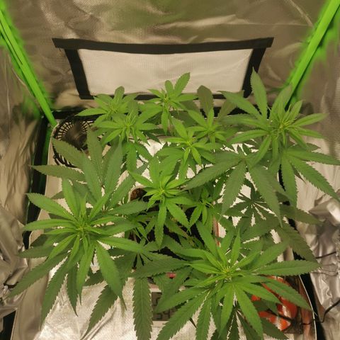 Unbekannte #1  growlog timeline photo