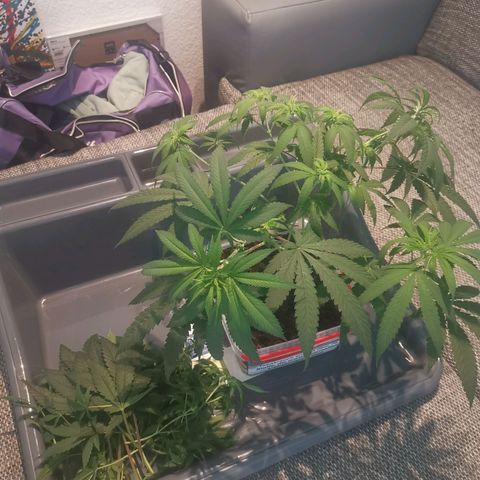 Unbekannte #1  growlog photo: Entblättern, lollipopping & LST