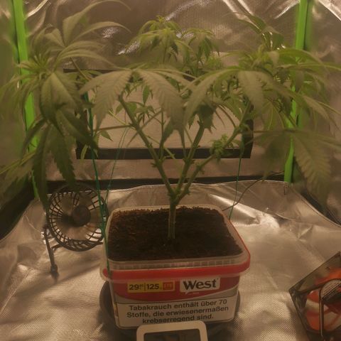 Unbekannte #1  growlog photo: Entblättern, lollipopping & LST