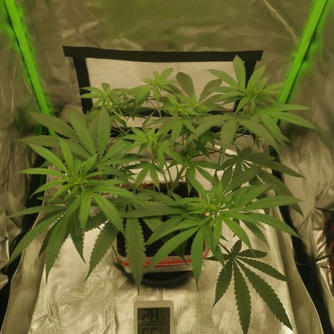 Unbekannte #1  growlog photo: Entblättern, lollipopping & LST