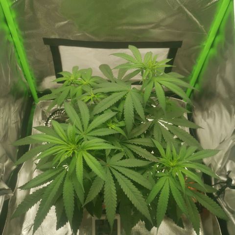 Unbekannte #1  growlog photo: Entblättern, lollipopping & LST