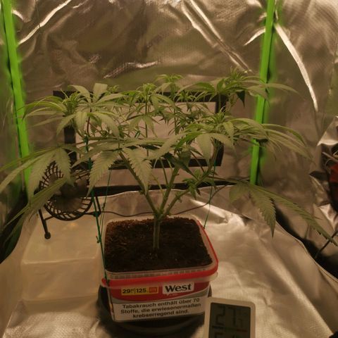 Unbekannte #1  growlog photo: Entblättern, lollipopping & LST
