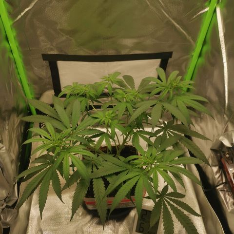 Unbekannte #1  growlog photo: Entblättern, lollipopping & LST