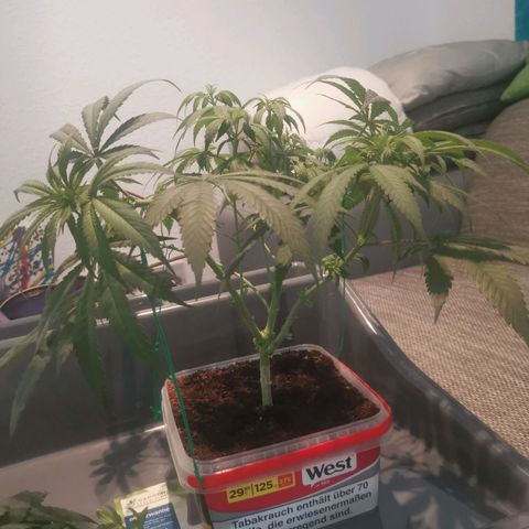 Unbekannte #1  growlog photo: Entblättern, lollipopping & LST