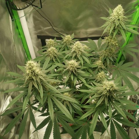 Unbekannte #1  growlog timeline photo