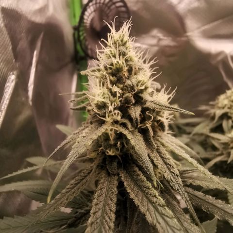Unbekannte #1  growlog timeline photo