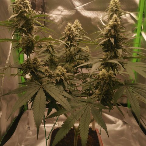 Unbekannte #1  growlog timeline photo