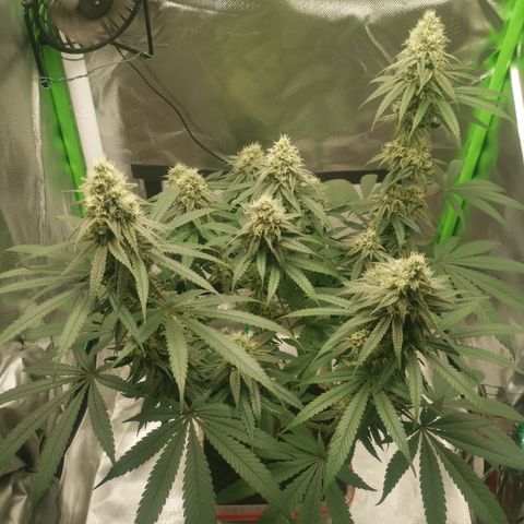 Unbekannte #1  growlog timeline photo