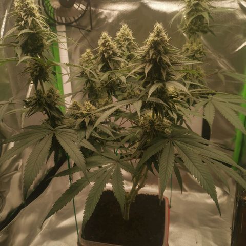 Unbekannte #1  growlog timeline photo
