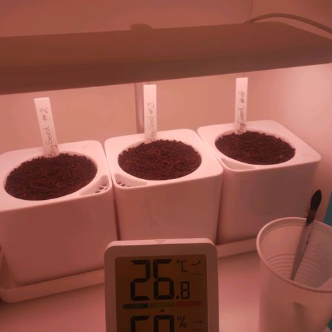 Unbekannte #2 & #3 growlog photo: Noch nix zu sehen 