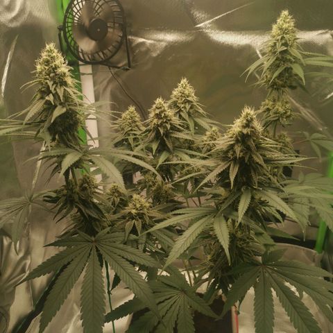 Unbekannte #1  growlog timeline photo