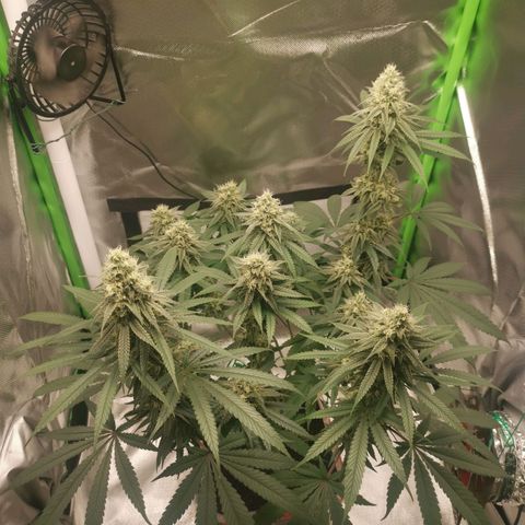 Unbekannte #1  growlog timeline photo
