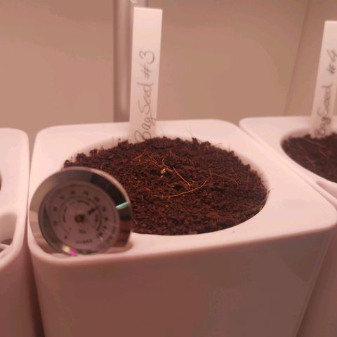 Unbekannte #2 & #3 growlog photo: #3 streckt als erstes das köpfchen raus 😍