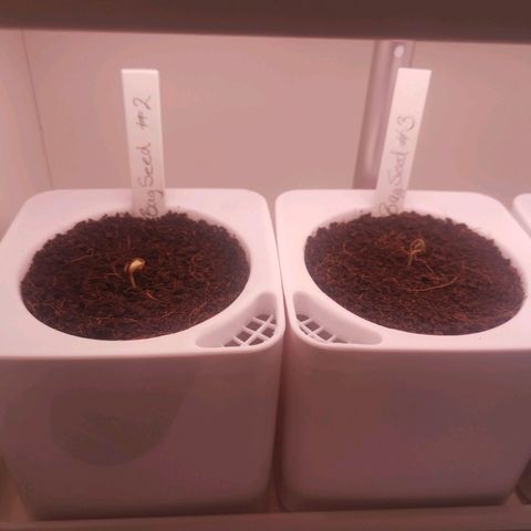 Unbekannte #2 & #3 growlog photo: #2 & #3 Strecken sich 😊 ♥️