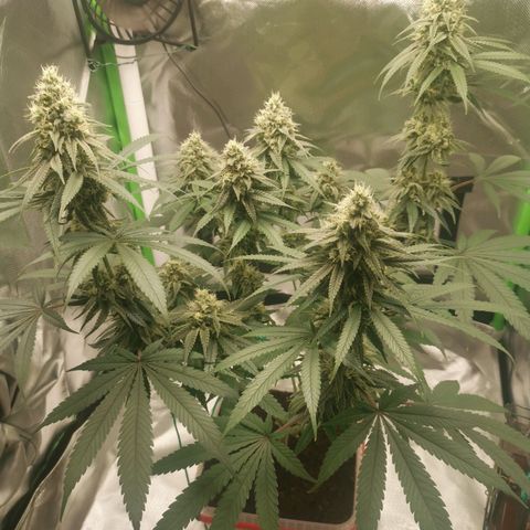 Unbekannte #1  growlog timeline photo