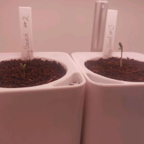 Unbekannte #2 & #3 growlog photo: Ca. 10h später - hab vorhin ganz vorsichtig die helmchen entfernt. 😊 #4 lässt immer noch auf sich warten.. Ob das noch was wird.. 