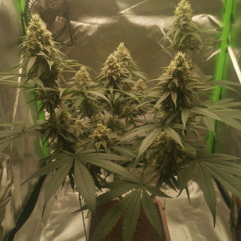 Unbekannte #1  growlog timeline photo