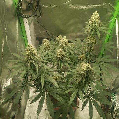 Unbekannte #1  growlog timeline photo