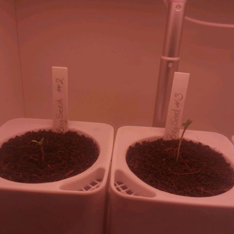 Unbekannte #2 & #3 growlog timeline photo
