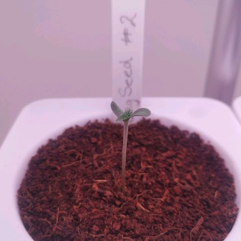 Unbekannte #2 & #3 growlog timeline photo