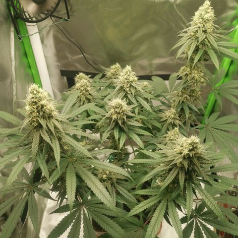 Unbekannte #1  growlog photo: Seit gestern is die süße auf Diät & bekommt nur noch Wasser. 