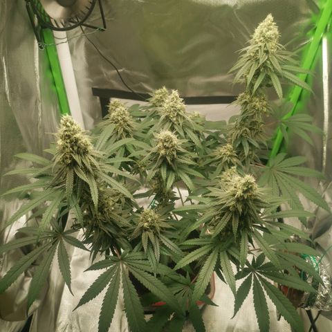 Unbekannte #1  growlog timeline photo