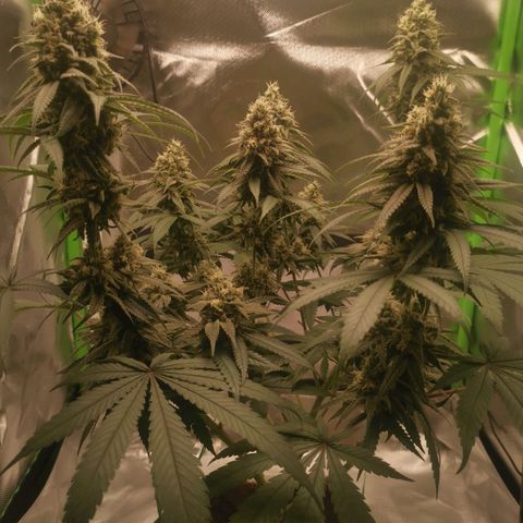 Unbekannte #1  growlog timeline photo