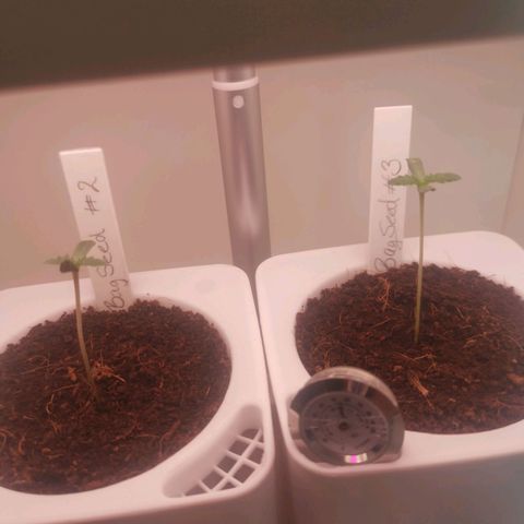 Unbekannte #2 & #3 growlog photo: N bisschen lang, aber sieht gut aus 😊