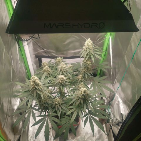 Unbekannte #1  growlog timeline photo