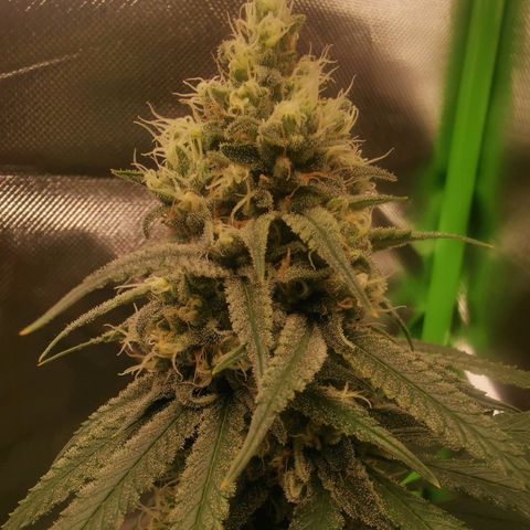 Unbekannte #1  growlog timeline photo